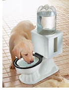 Dog drinking from toilet