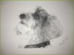 sketch of dog