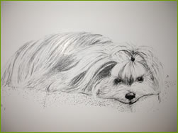 sketch of dog