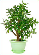 picture of plant