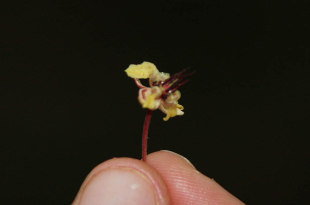 Cacao_flower