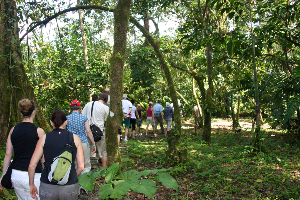 Cacao_plantation