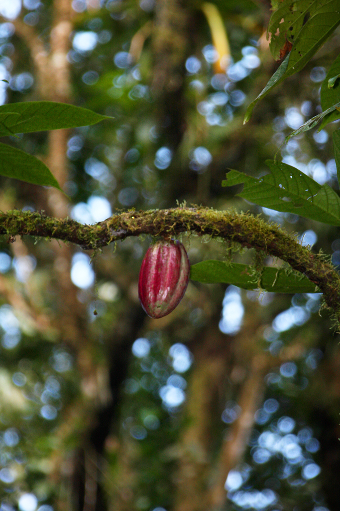 Cacao_pod