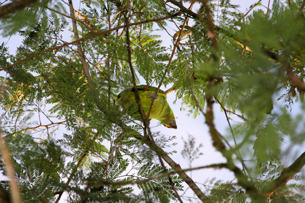 Earth_bird_parrot_4