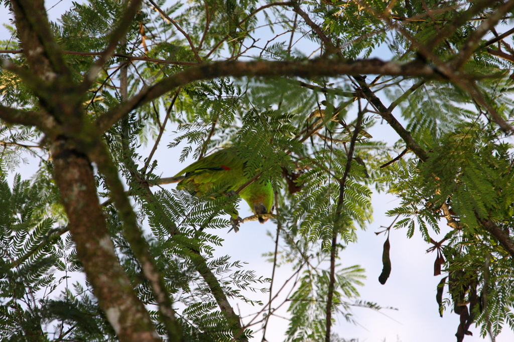 Earth_bird_parrot_5