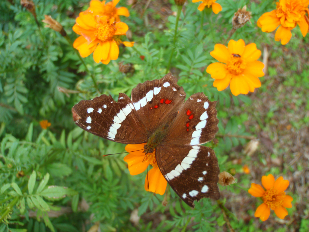 Earth_farm3_butterfly