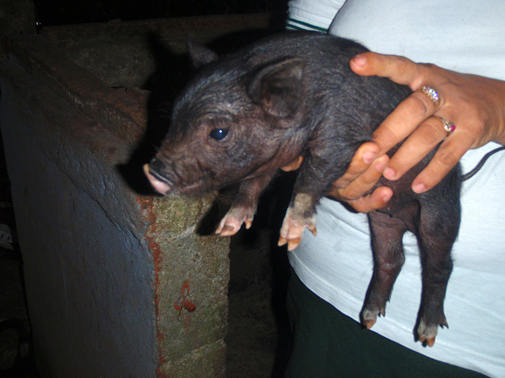 Earth_farm3_piglet