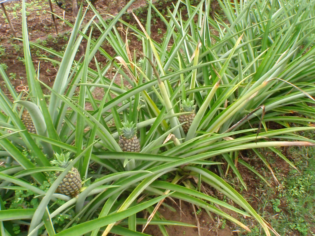 Earth_farm3_pineapple