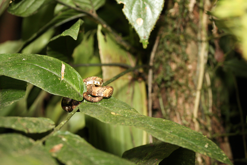 Nightwalk_eyelashviper