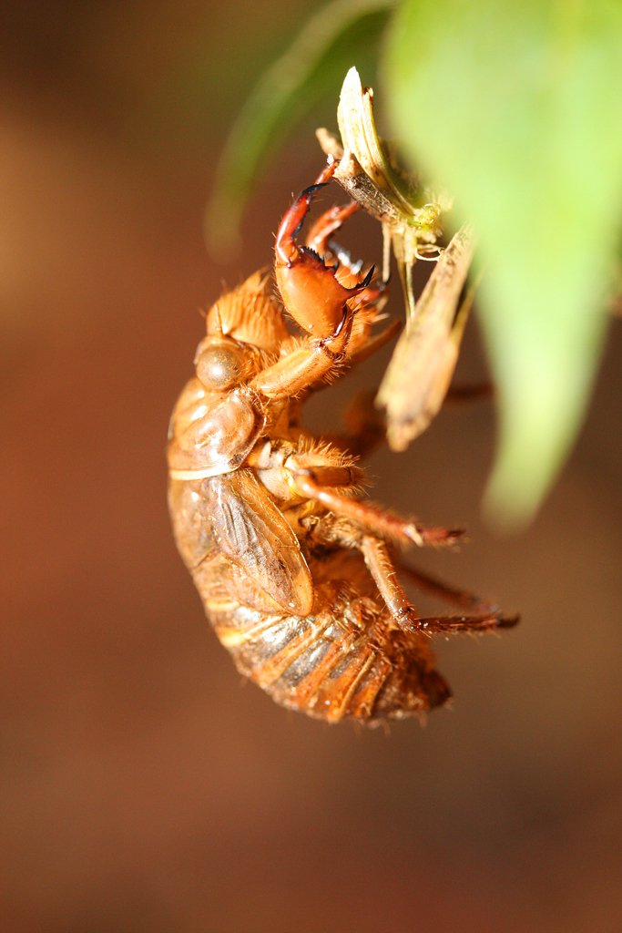 Nightwalk_insect