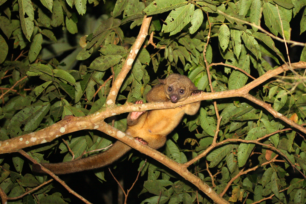 Nightwalk_kinkajou1