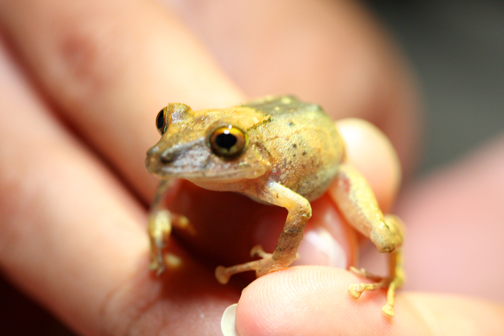 Nightwalk_treefrog1