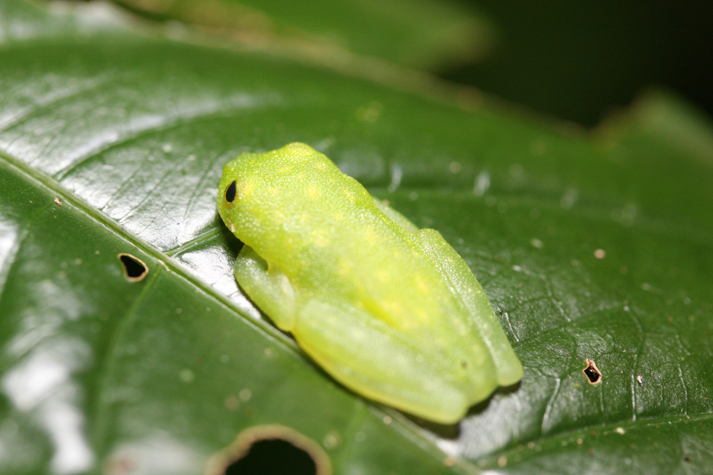 Nightwalk_treefrog4