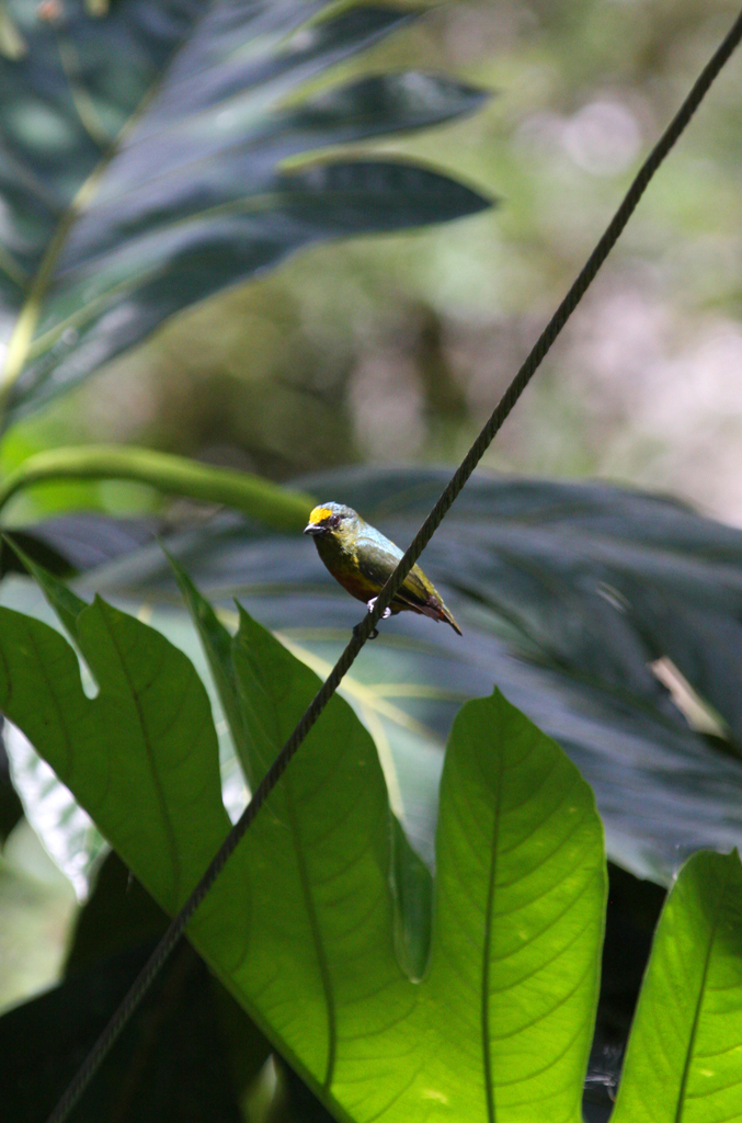 Tirimbina_bird_1