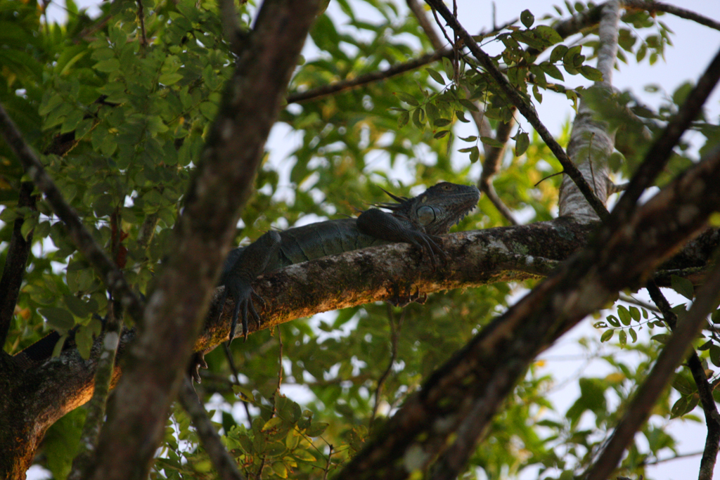 Tirimbina_greeniguana