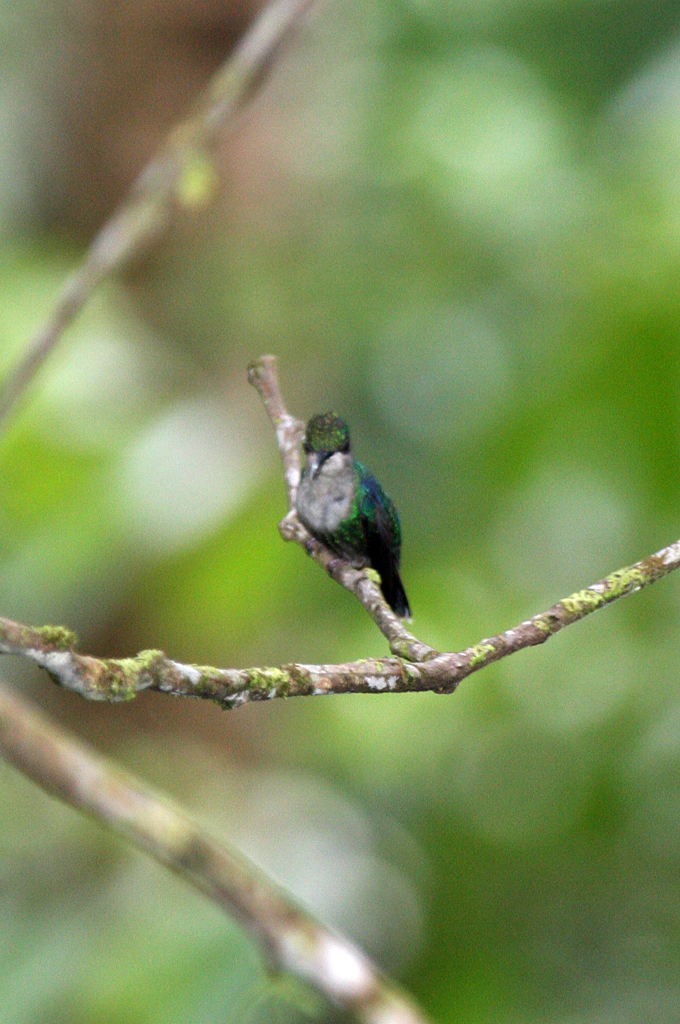 Tirimbina_hummingbird_1