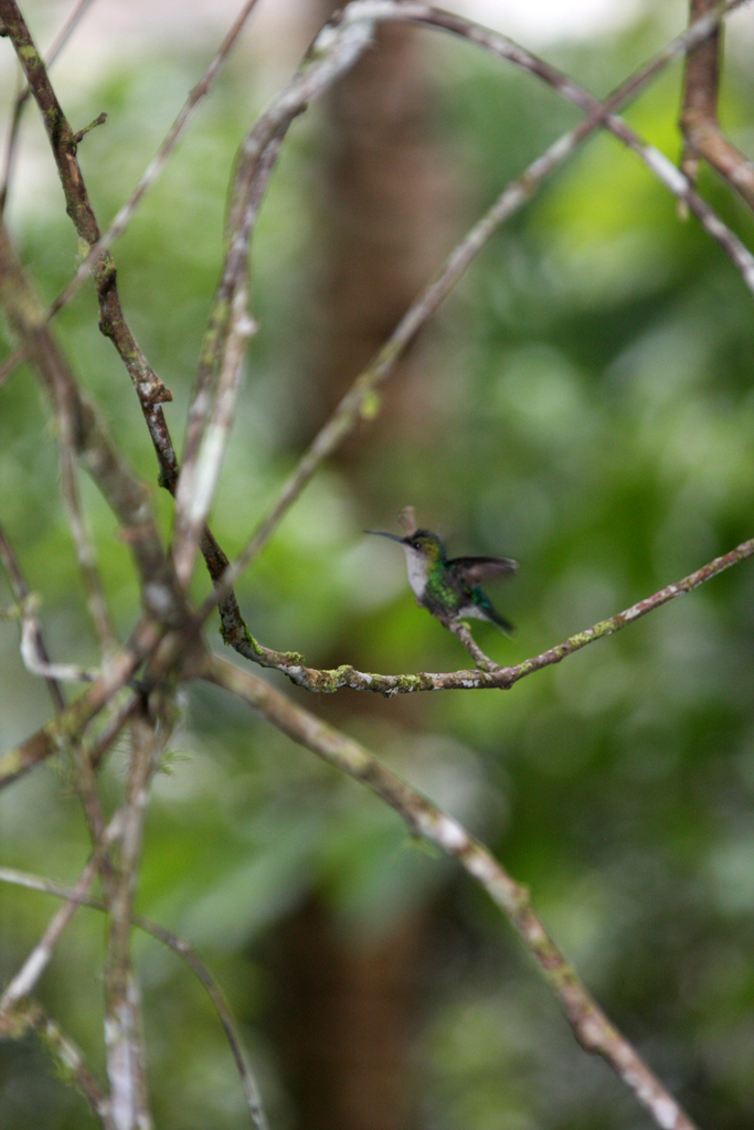 Tirimbina_hummingbird_1a