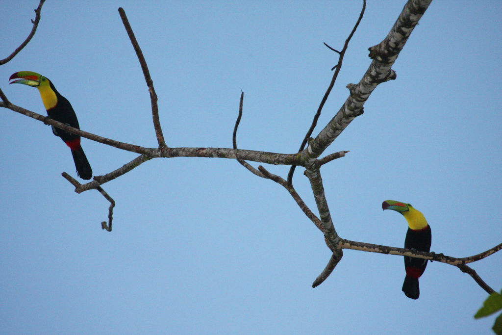 Tirimbina_toucan_2