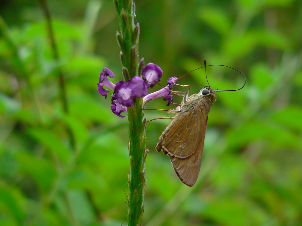 xButterflyfeeding