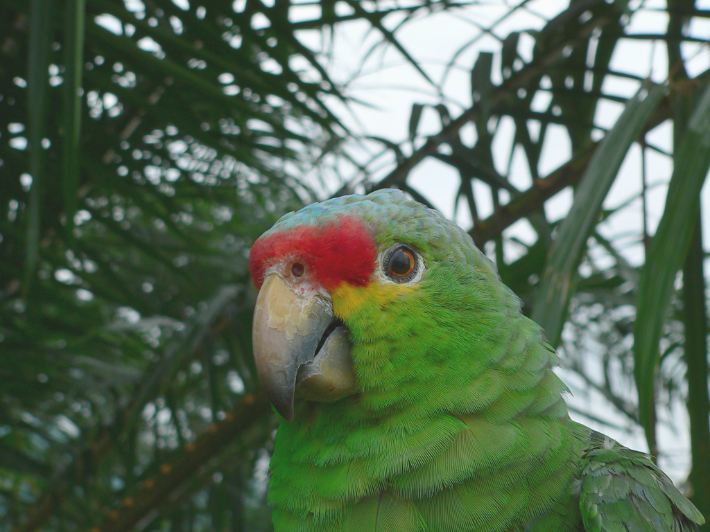 xParrot