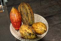 Cacao_pods