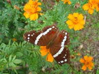 Earth_farm3_butterfly