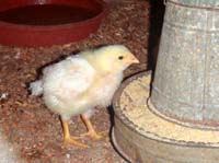 Earth_farm3_chick