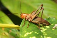 Nightwalk_grasshopper