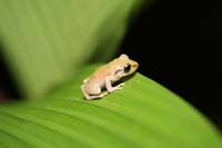 Nightwalk_treefrog3