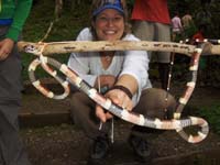 Rios_Coralsnake_Susan