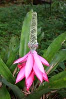 Rios_flower
