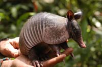 xArmadillo