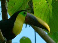 xChesnutmandibultoucan